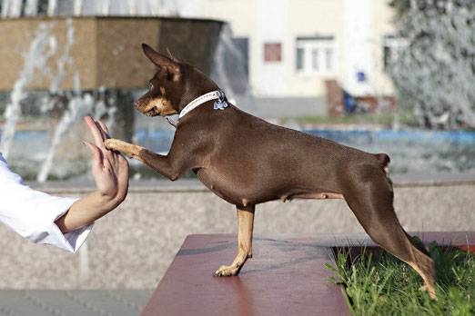 Дрессировка тойтерьера: приучаем собаку к жизни в доме