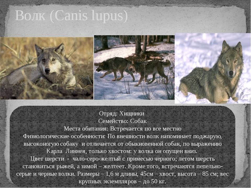 Сравнение лап у собак и волков: как отилчать следы этих животных самому