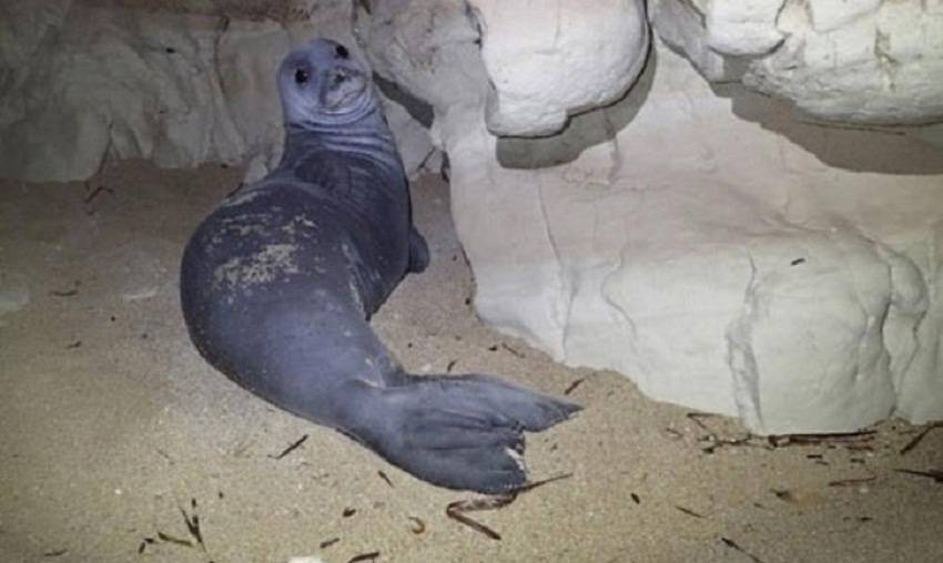 Тюлень монах (фото): как выглядит, где обитает, чем питается и интересные факты