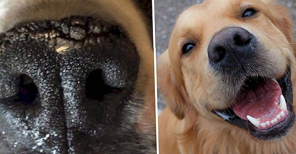 У собаки теплый нос — а также сухой или влажный