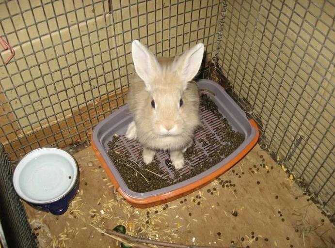 Как правильно приучить кролика к лотку: пошаговая инструкция, советы и рекомендации