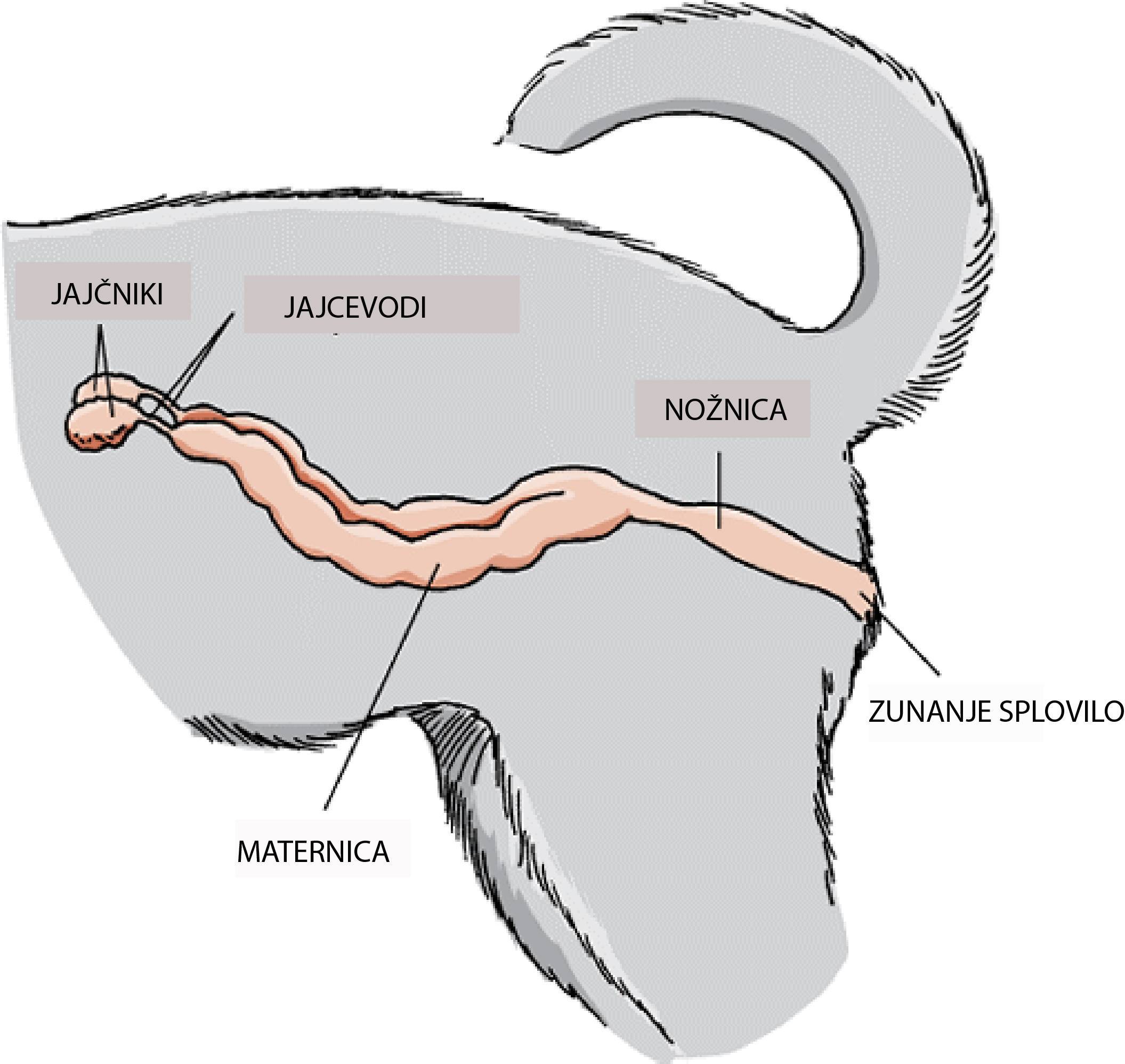 Физиологическое строение половой системы самцов и самок собак