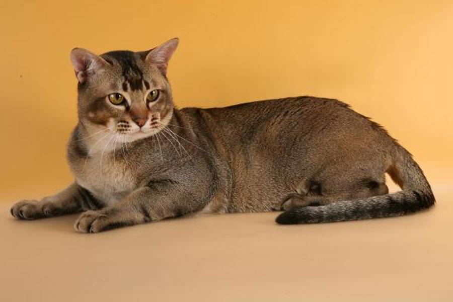 Подробное описание азиатской дымчатой кошки: особенности окраса породы