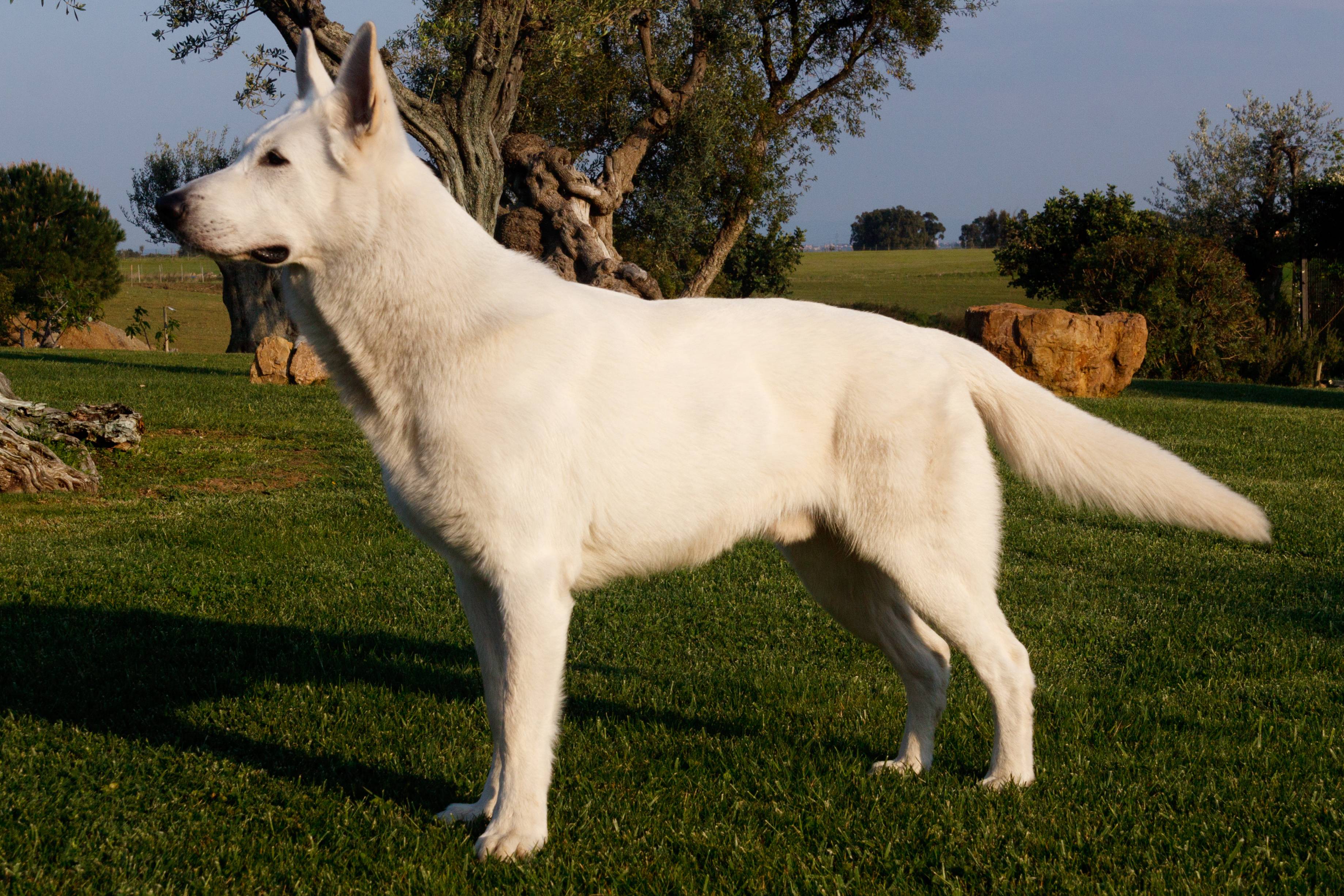 Белая швейцарская овчарка: описание, характеристика, история