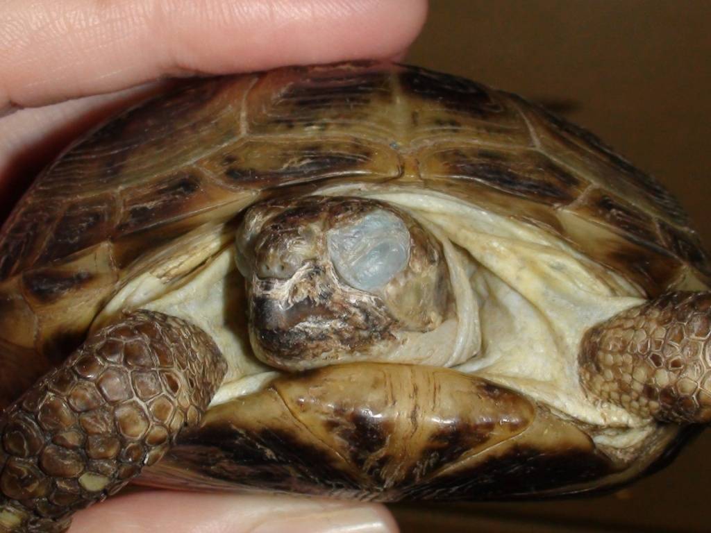 Заболевания красноухих черепах