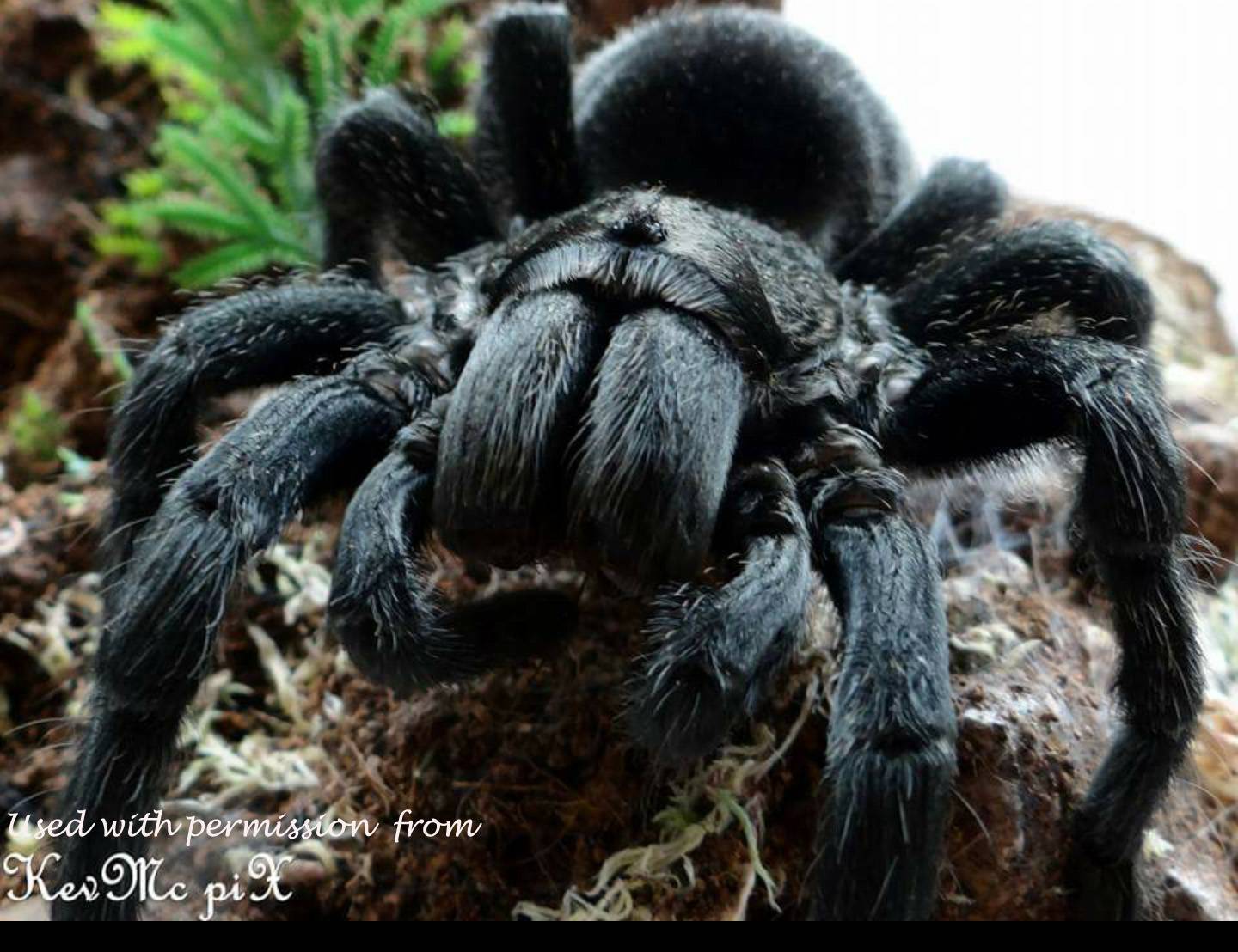 Южнорусский тарантул (фото): правила домашнего содержания