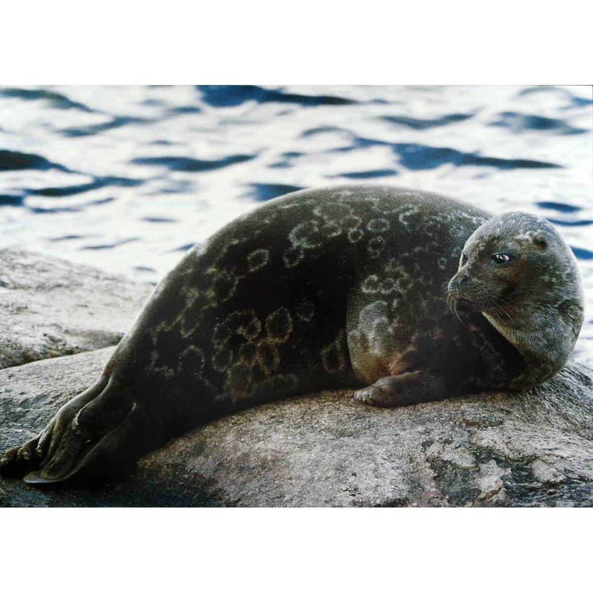 Байкальская нерпа — интересный образ жизни тюленя на байкале