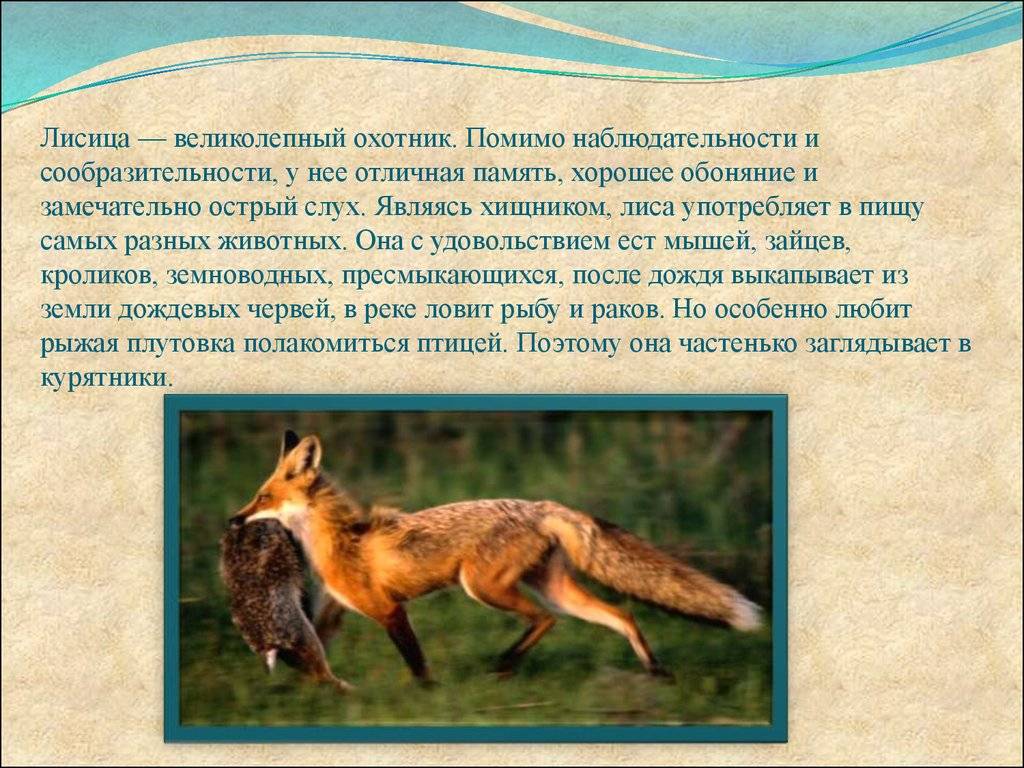 Лиса рыжая (красная) и другие виды лисиц: где живут, чем питаются, описание повадок