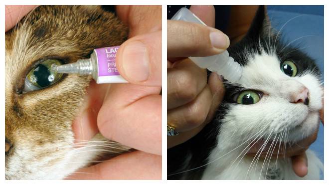 Как ухаживать за глазами котенка: при рождении, в 1, 3 месяца, в год, советы и рекмендации