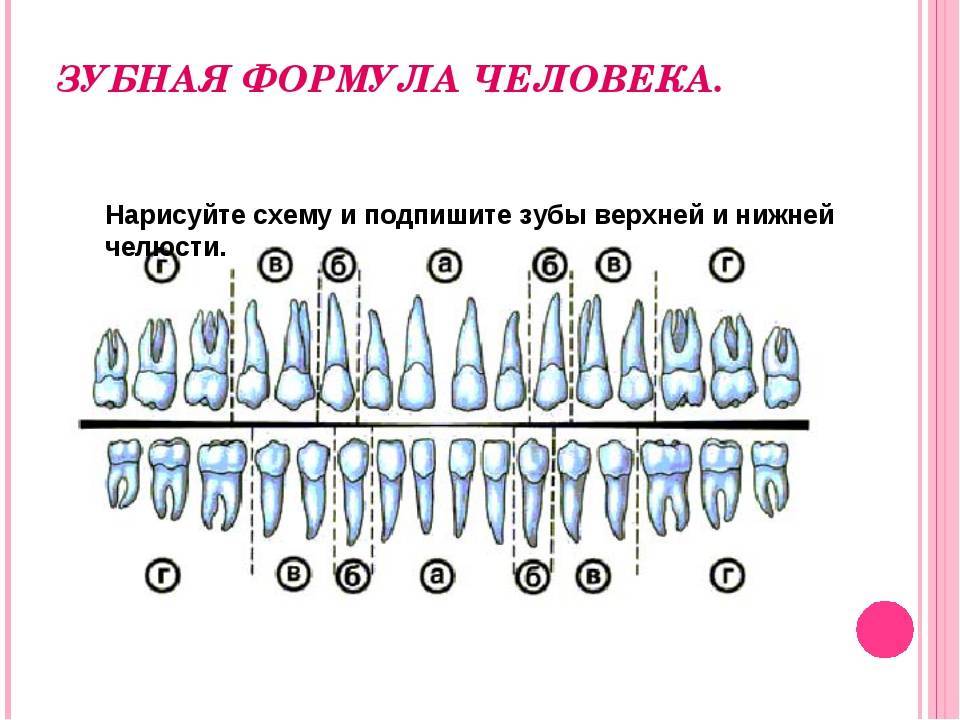 Зубная формула это. Зубная формула постоянных зубов имеет вид. Зубная формула нижней челюсти. Зубная формула взрослого человека таблица. Зубная формула постоянных зубов человека.
