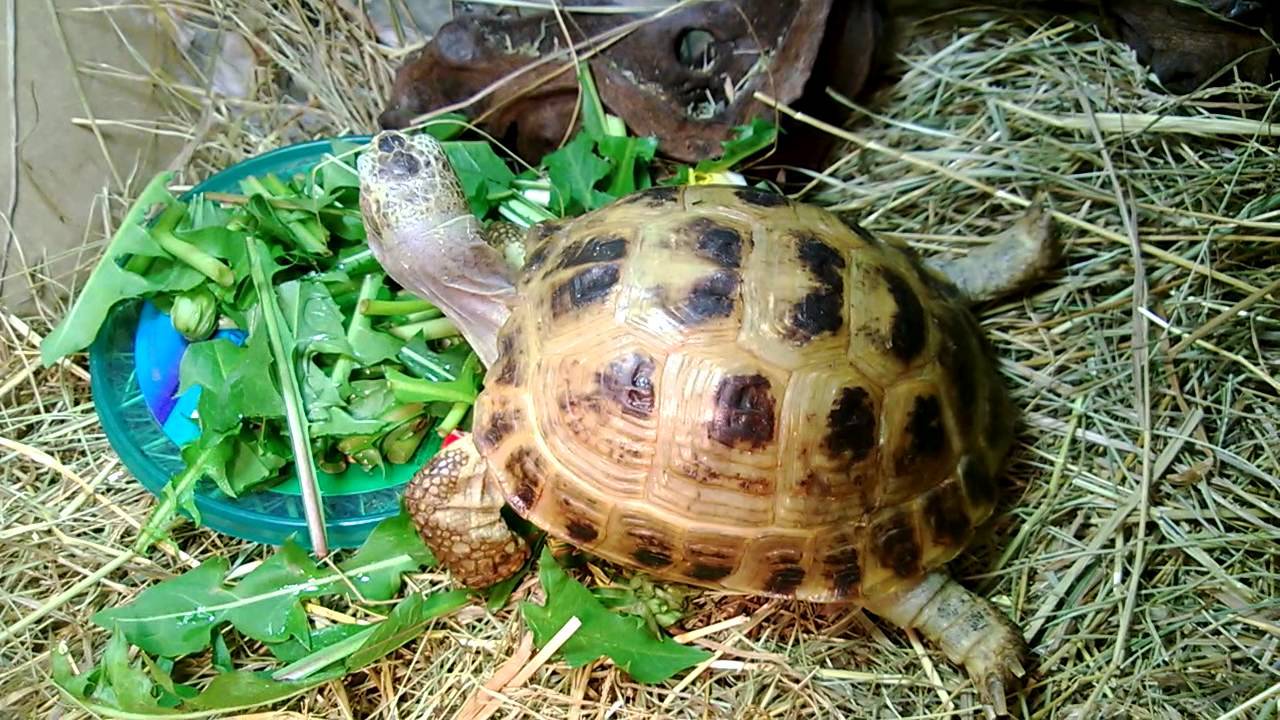Террариум для сухопутной черепахи - черепахи.ру - все о черепахах и для черепах