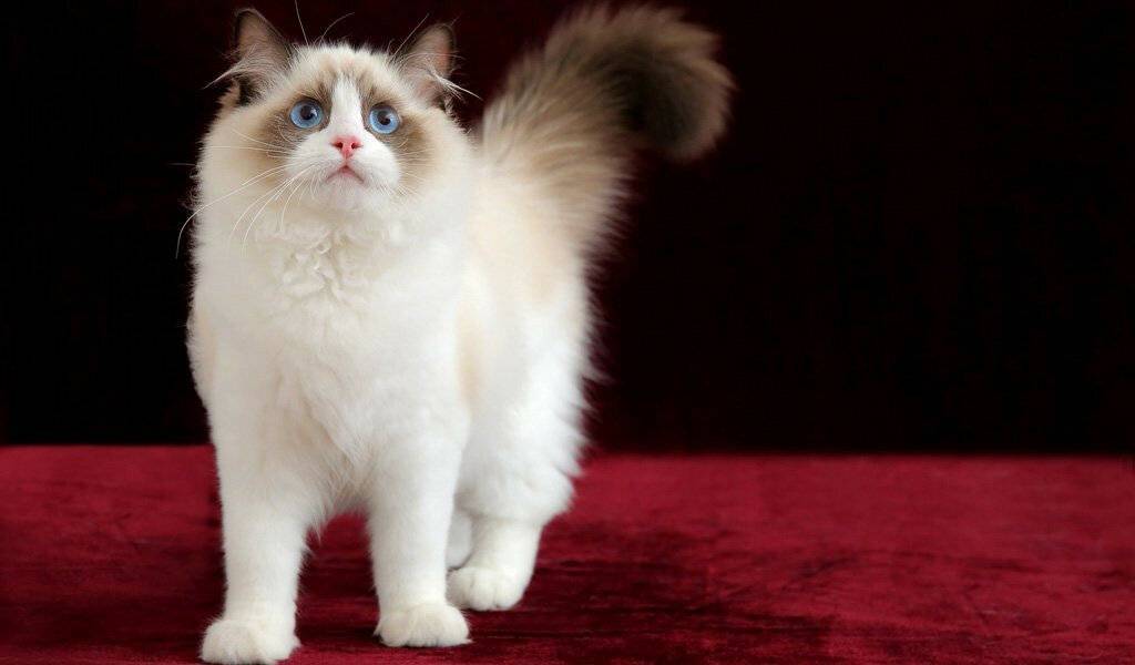 Самые умные породы кошек в мире: от сфинксов до персидских кошек.