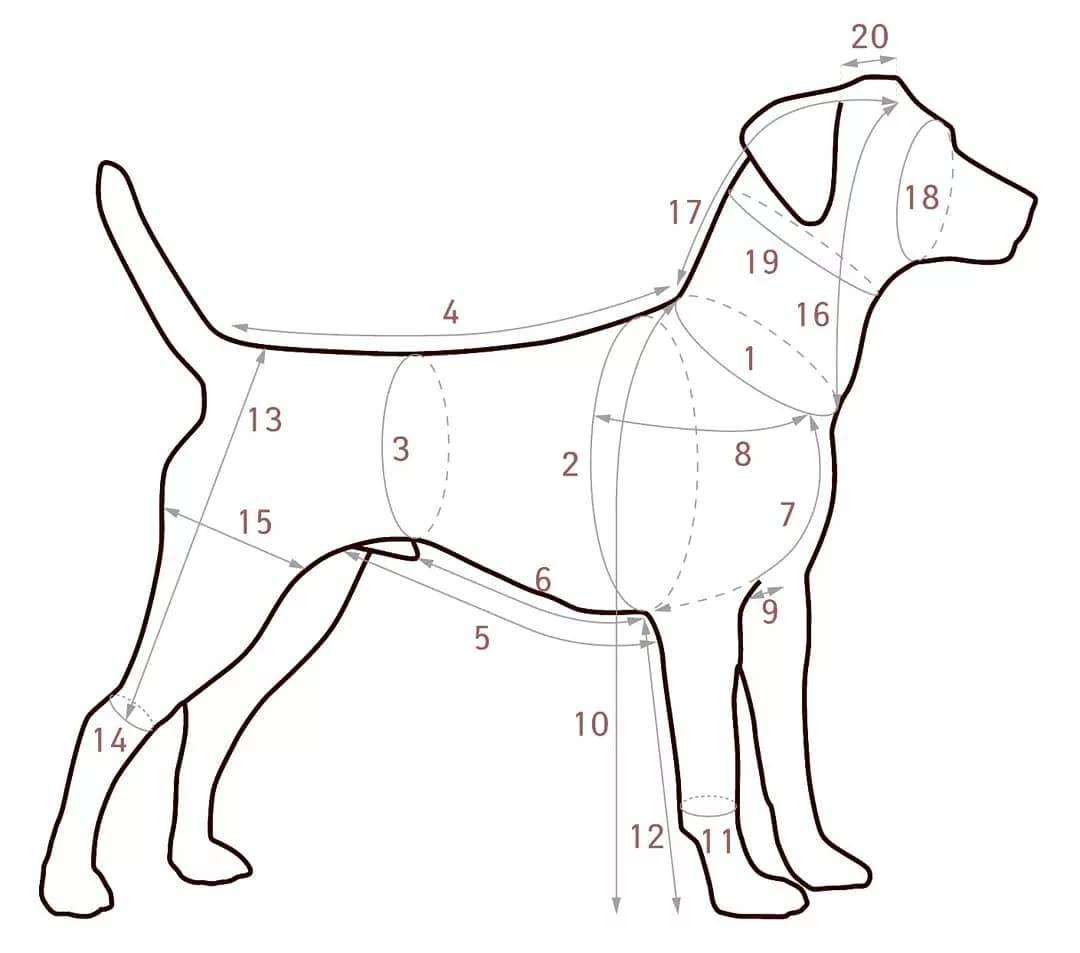 Какие бывают размеры одежды для собак и как узнать их?