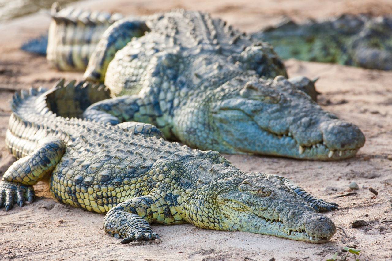 Домашние крокодилы: правила ухода и содержания экзотических животных