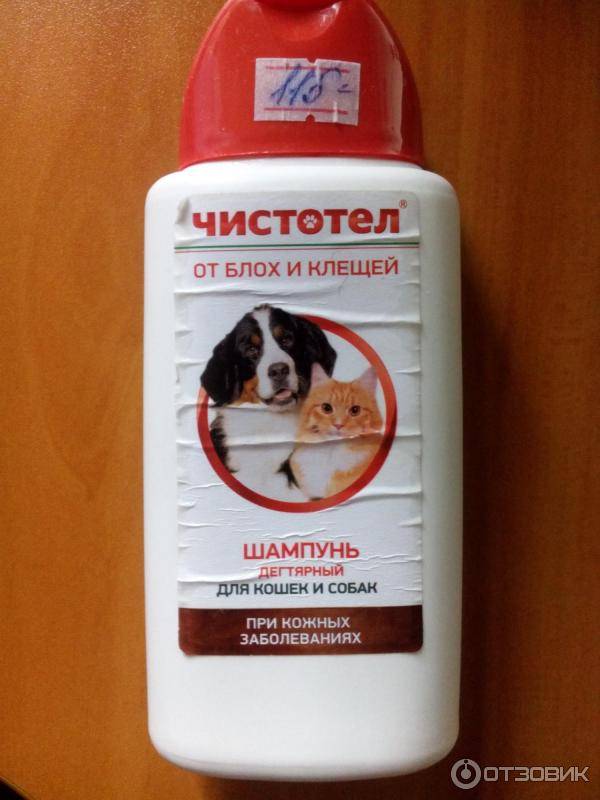 Можно ли мыть собаку человеческим шампунем: детским, для людей, для кошек, каким обычным мылом, чтобы не воняла псиной, чем уши
