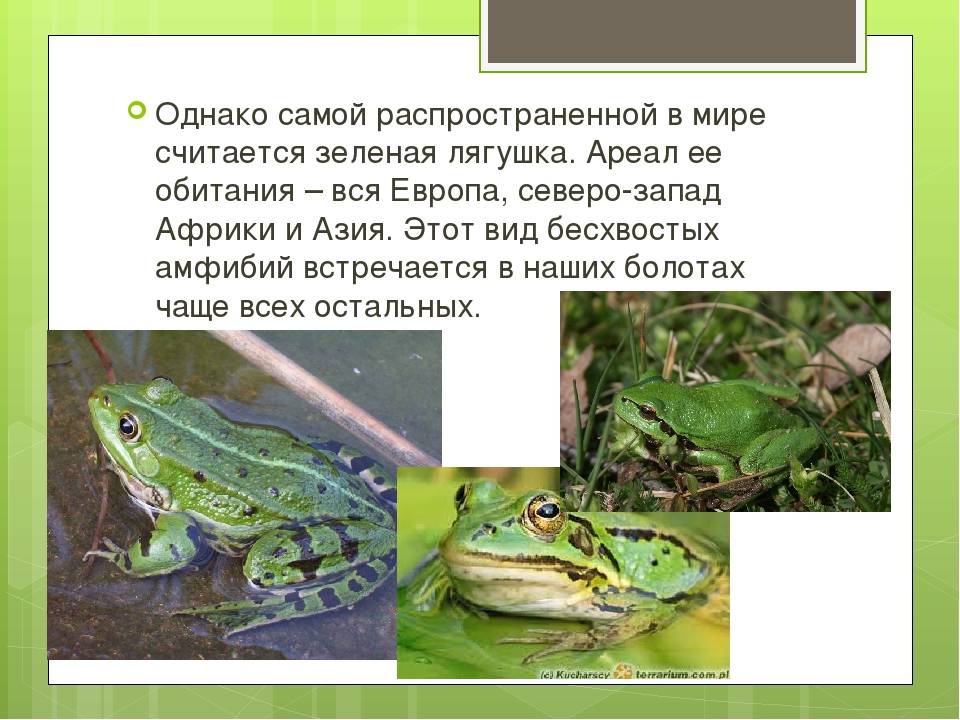 Зеленая жаба | мир животных и растений