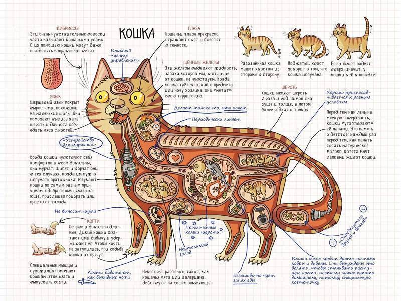 Соски и кошек и котов: анатомия, варианты по количеству, нормы и аномалии