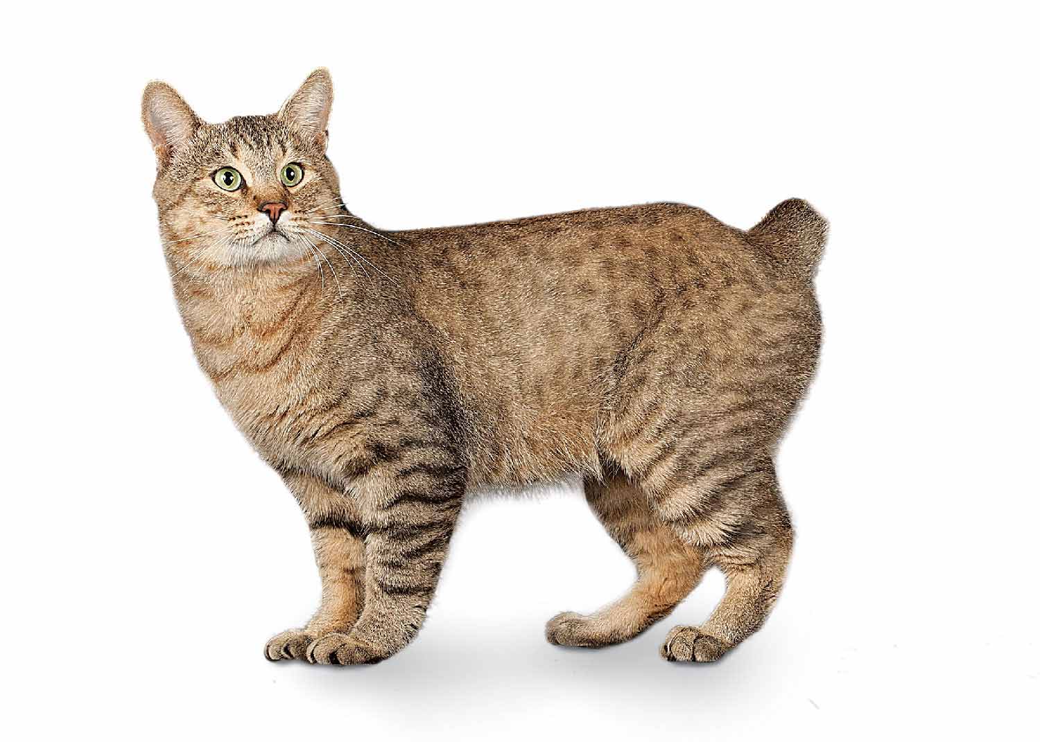 Порода кошек без хвоста: классификация, описание, характер