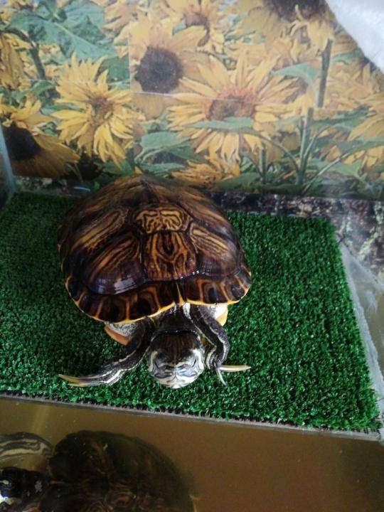 Содержание черепах в домашних условиях
