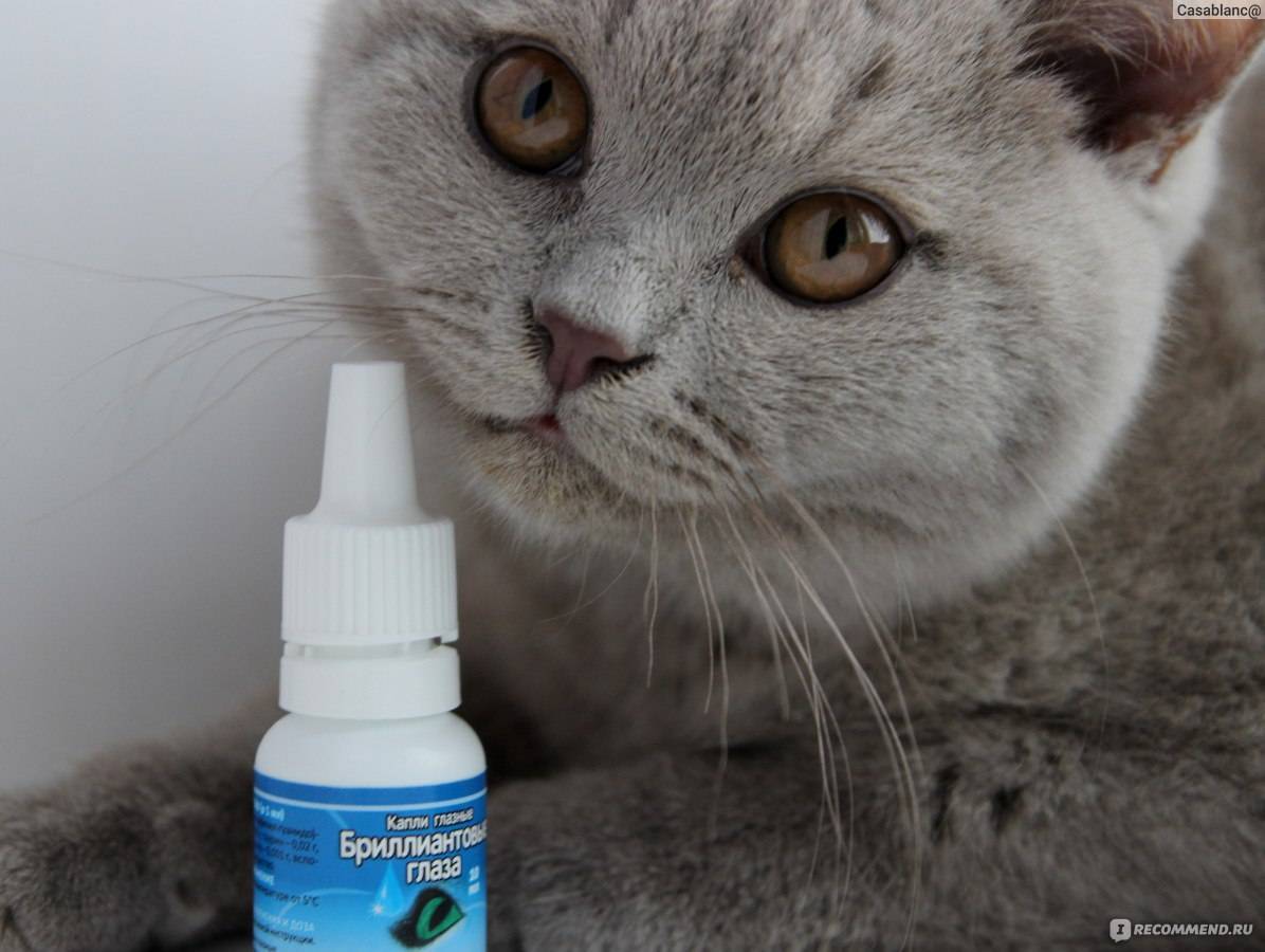 Чем лечить конъюнктивит у кошек в домашних условиях