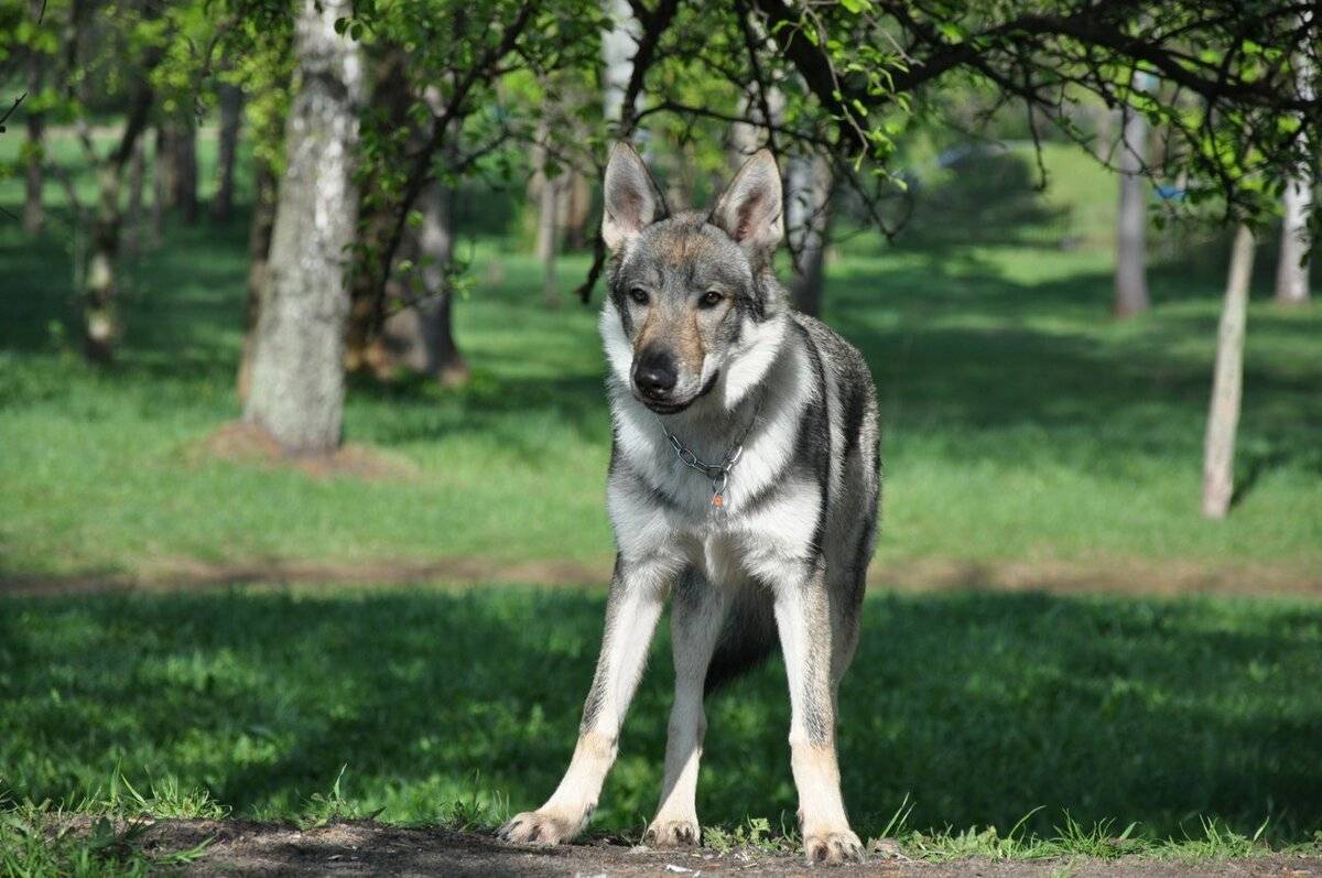 Чехословацкая волчья собака (фото): помесь волка и овчарки