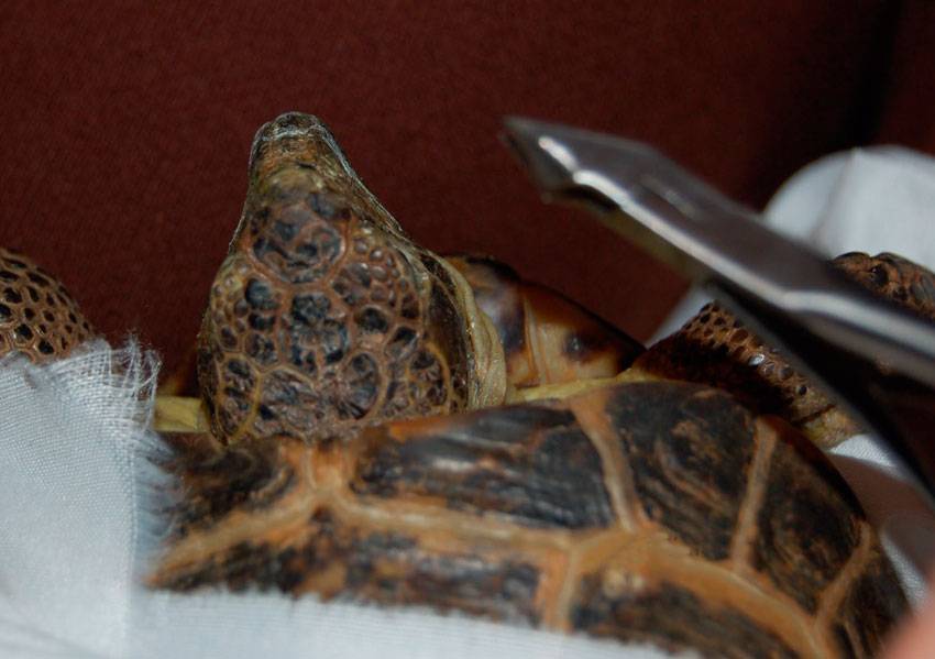 Диагностика и лечение болезней черепах. черепаха сломала клюв, как лечить, что нужно делать