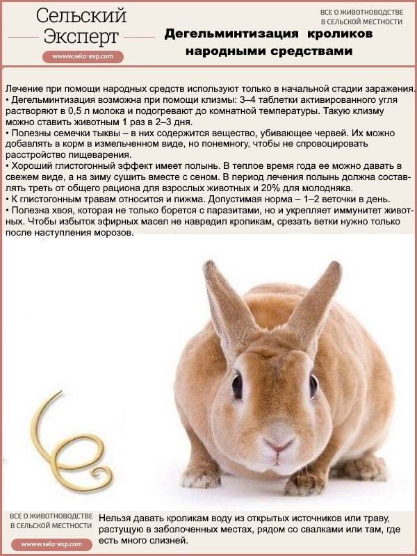 ᐉ как определить возраст кролика при покупке? - zoomanji.ru