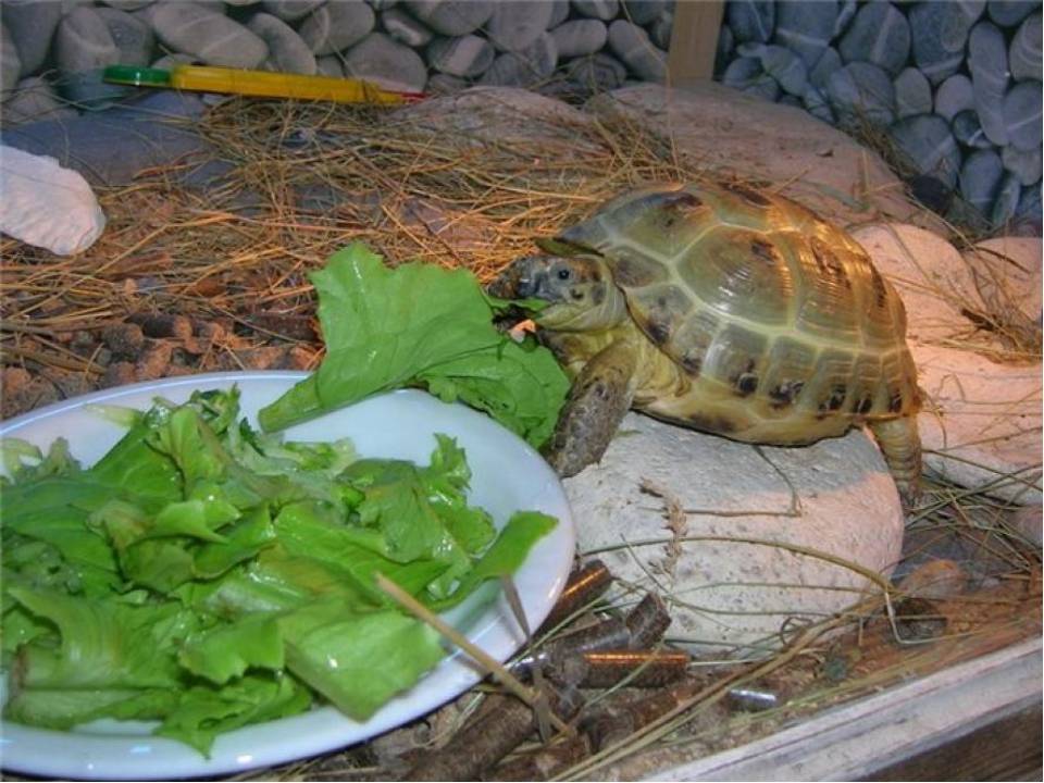 Что едят черепахи в дикой природе