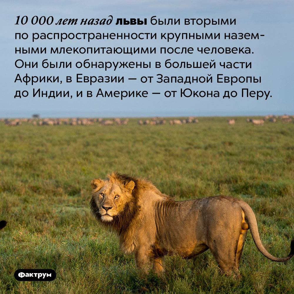 Интересные факты о львах для детей. интересные факты о львах. топ 18 фактов | интересные факты