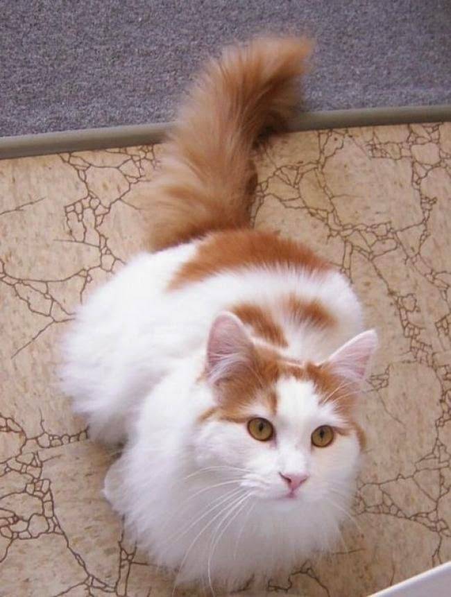 Длинношерстные кошки: породы с фото и описанием
длинношерстные кошки: породы с фото и описанием