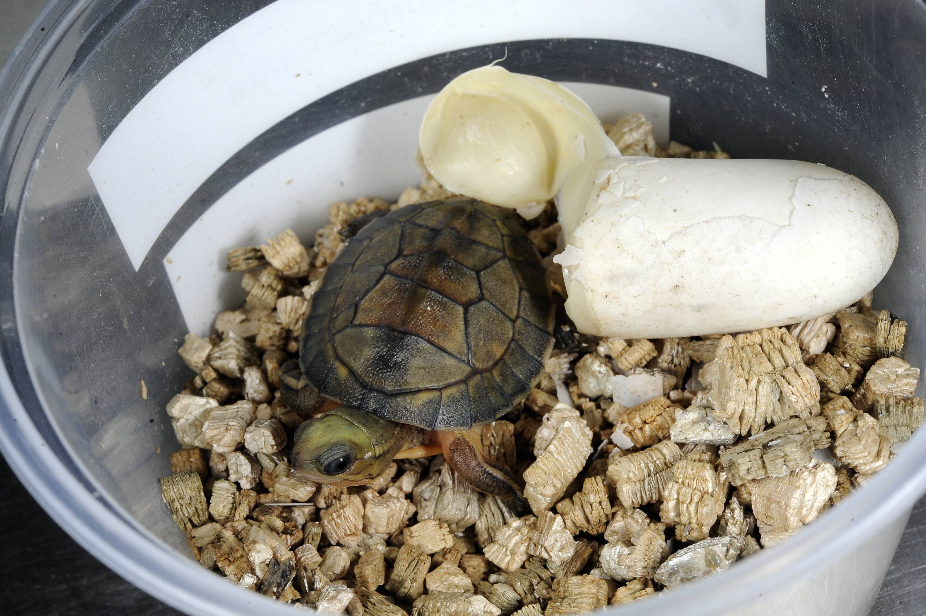 Размножение красноухих черепах: спаривание и разведение в домашних условиях (видео)