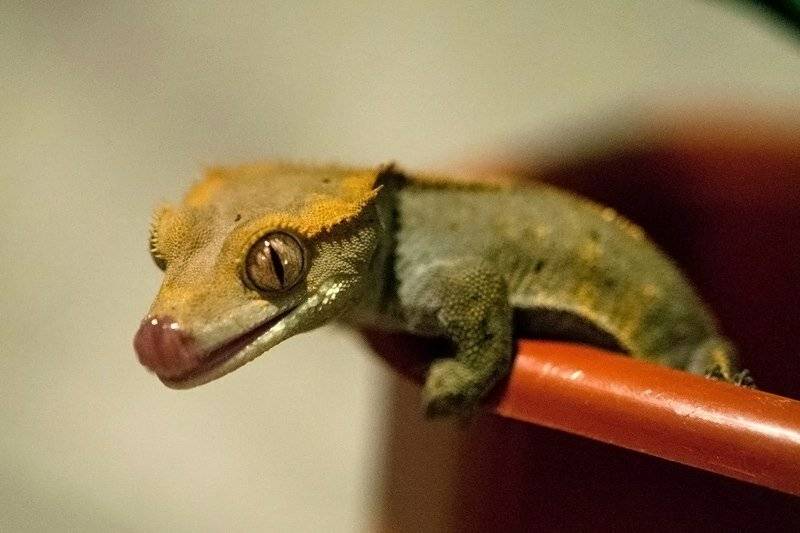 Гигантский геккон-бананоед | мир животных и растений