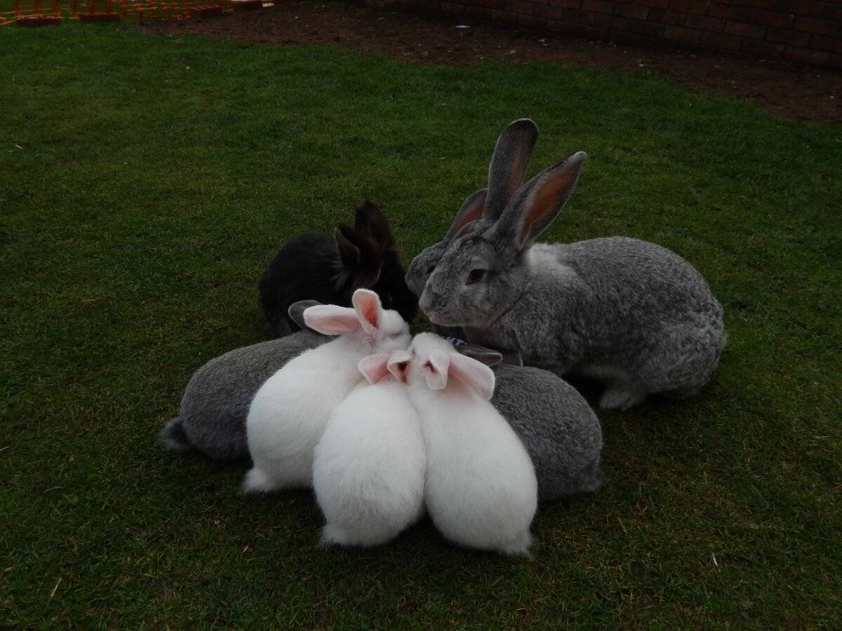 Самые интересные факты о кроликах
самые интересные факты о кроликах