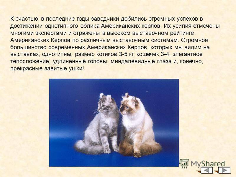Американская короткошёрстная кошка: история, характер, здоровье, внешний вид, содержание и цена