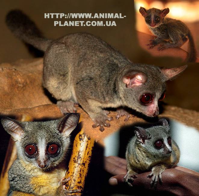 Онлайн питомник экзотических животных - животные одомашненные и ручные