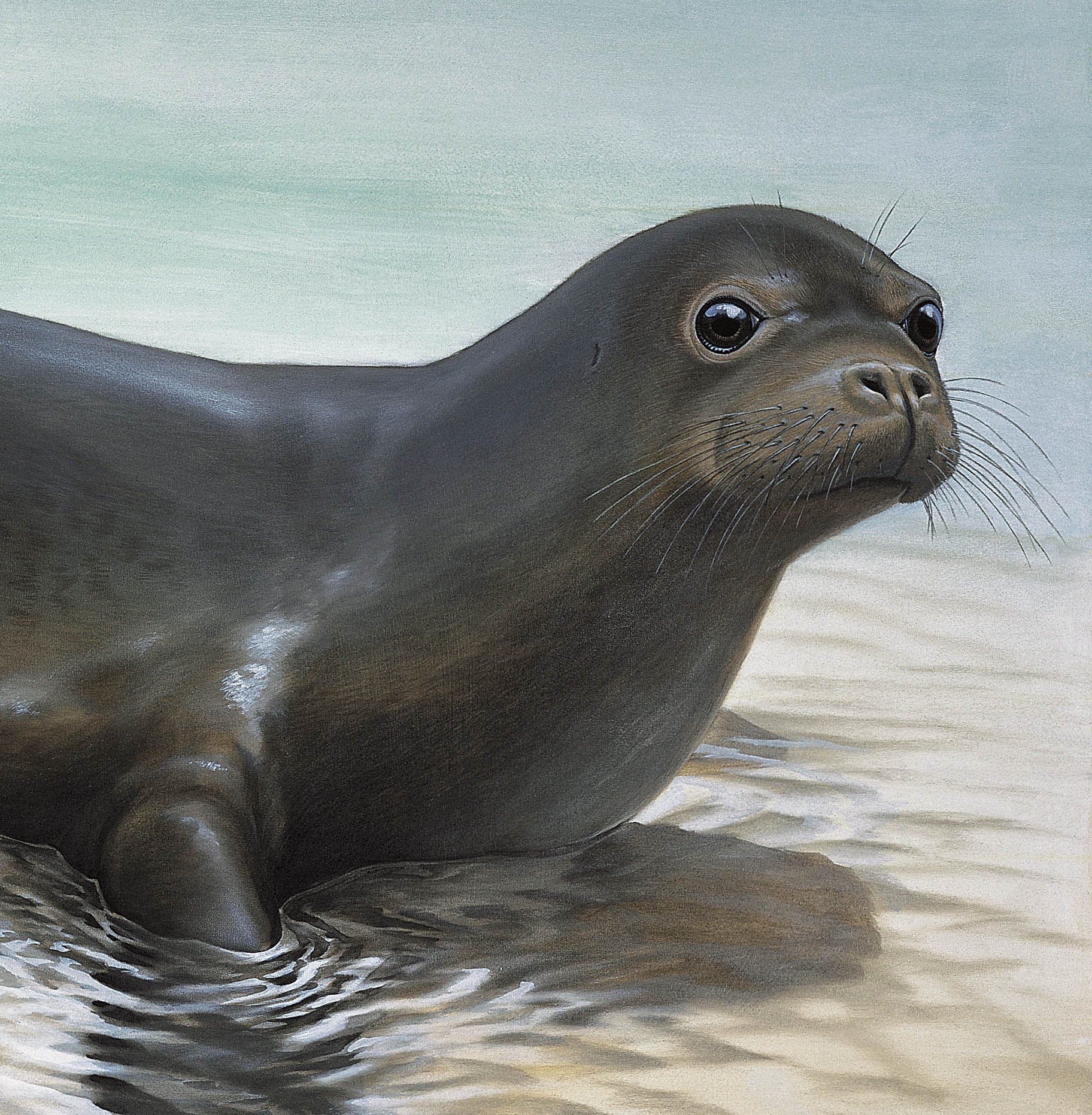 Карибский тюлень-монах | вымершие животные вики | fandom