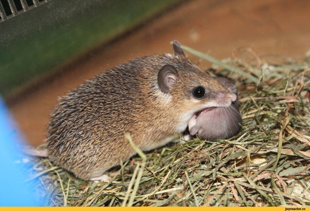 Акомис мышь. образ жизни и среда обитания акомиса | животный мир