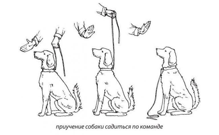 Как научить собаку команде фас. как обучить собаку команде фас? как обучить немецкую овчарку команде фас