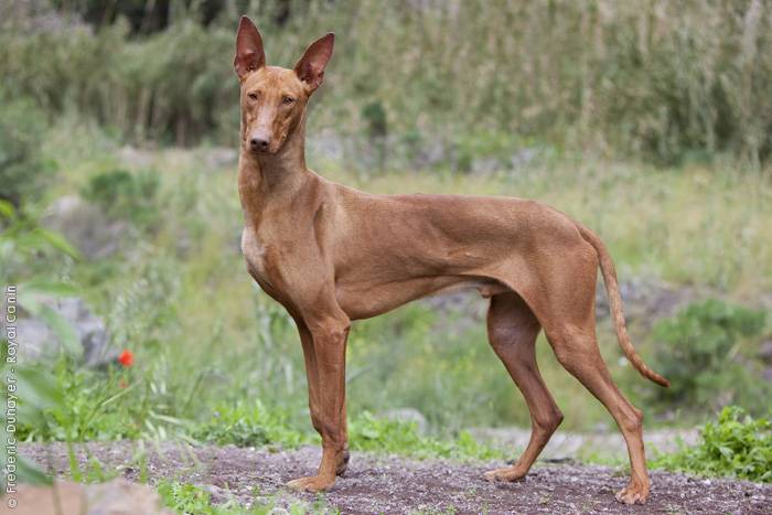 10 необычных пород собак, о которых мало кто слышал - gafki.ru