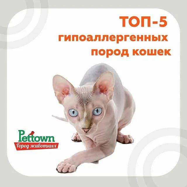 Гипоаллергенные породы кошек — 10 пород с названиями и фото (список)