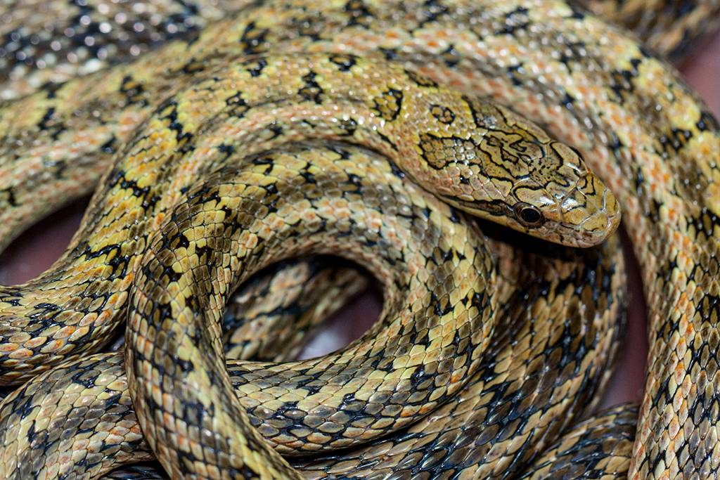 Белая змея -техасский полоз и альбиносы в мире рептилий, описание, особенности