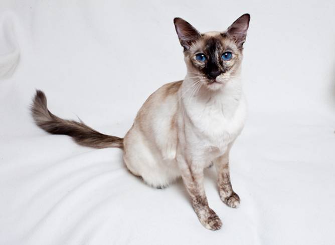 Балийская (балинезийская) кошка - происхождение, особенности поведения и содержание | породы кошек