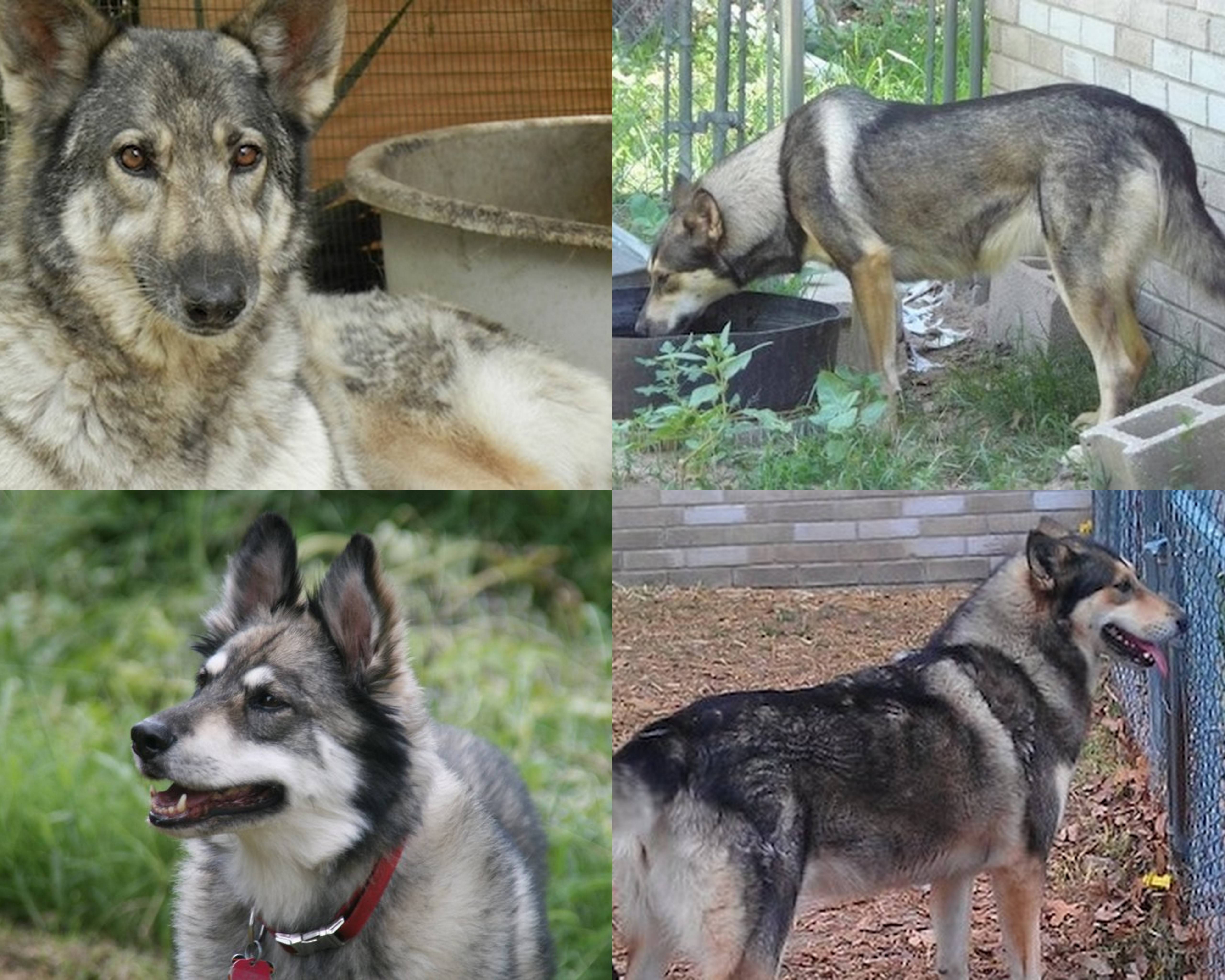 Собака-волк: как называется порода, описание, характер и интересные факты :: syl.ru