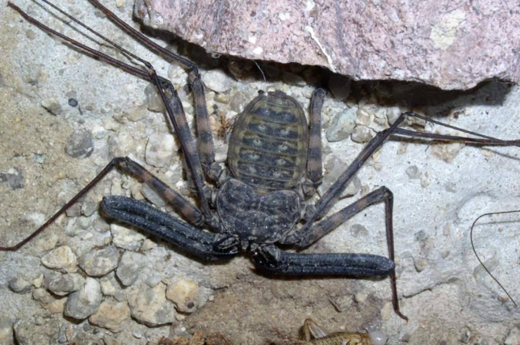 Где обитают фрины — жгутоногие пауки и чем питаются?