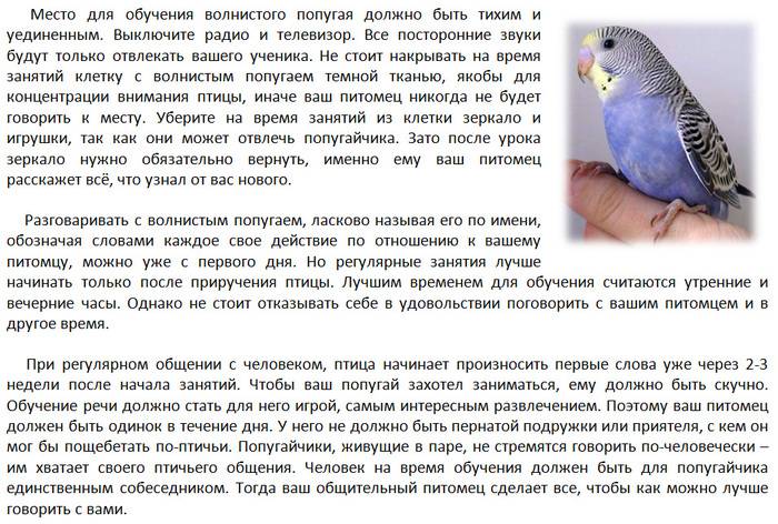 Почему может дрожать волнистый попугай
