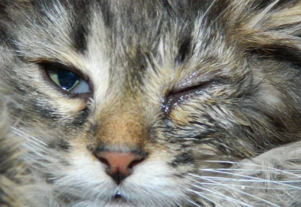 Почему у кота текут слезы из глаз: что значит прозрачная жидкость