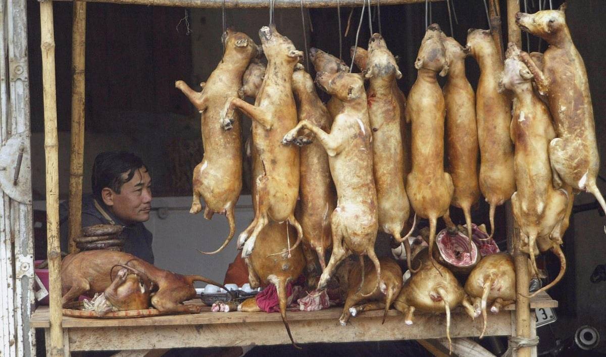 Едят ли китайцы кошек. cтатья: китайцы, которые едят кошек - взгляд на страну с точки зрения исследователя китаеведа. | здоровое питание