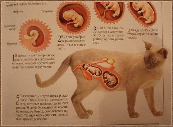 Сколько кошки ходят беременные первый раз
