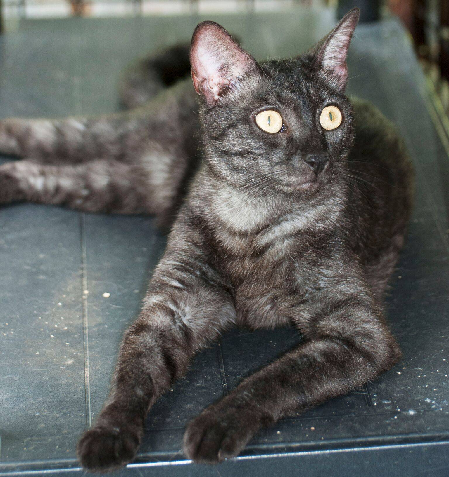Кошка с голубыми глазами дымчатая порода кошек