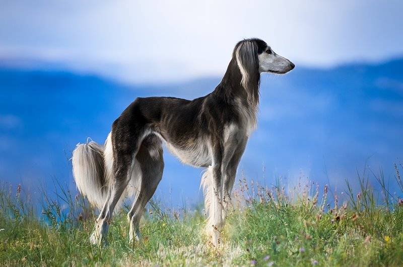 Салюки – порода собак с необычной внешностью — разновидности, характер